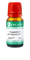 AEGOPODIUM podagraria LM 4 Dilution