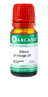 ALISMA plantago LM 110 Dilution