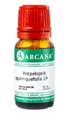 AMPELOPSIS quinquefolia LM 23 Dilution