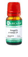 ANAGALLIS ARVENSIS LM 7 Dilution